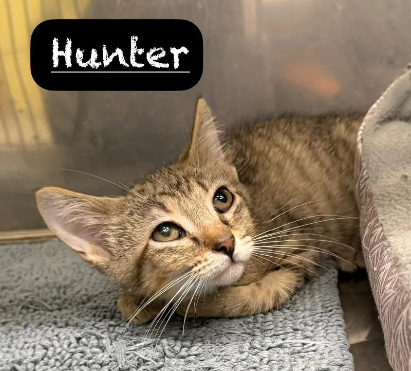 Hunter thumbnail 2