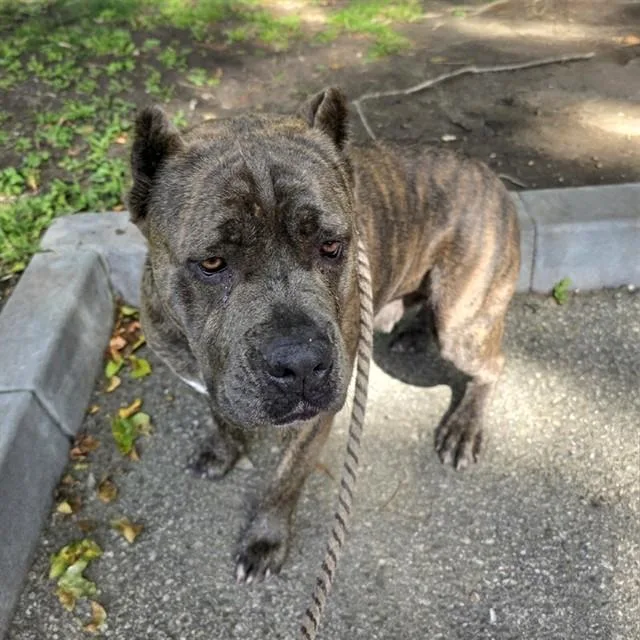 An adult large-sized female Mastiff dog named Dottie for adoption in Long Beach, CA