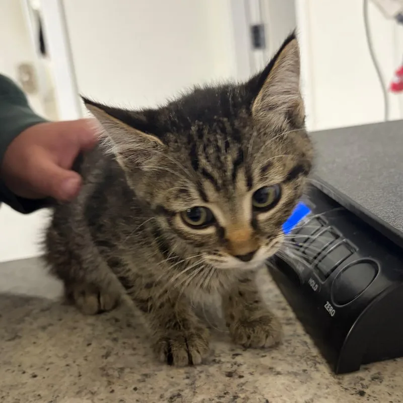 A baby small-sized female Domestic Short Hair cat named Bubbles for adoption in Spokane, WA