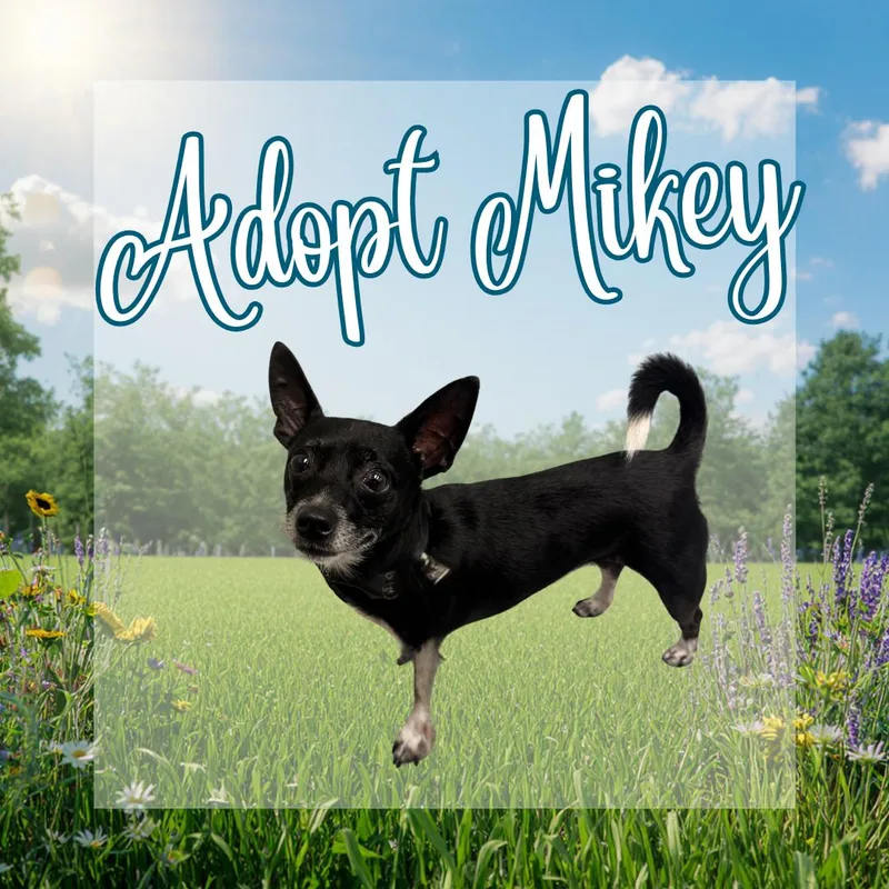 Mikey thumbnail 2