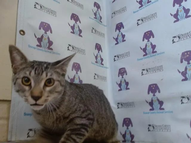 A young small-sized male Domestic Short Hair cat named Warlock for adoption in Orlando, FL