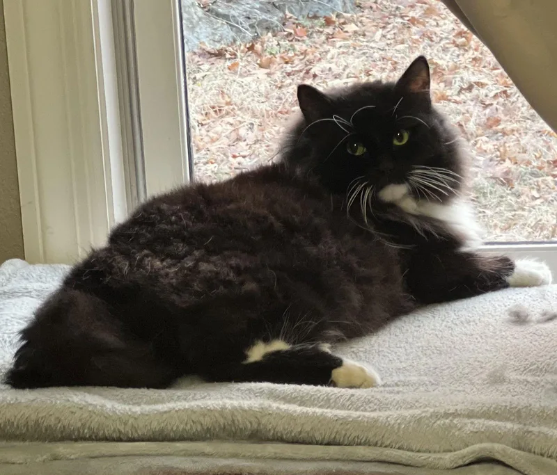 Tuxie Mcfluff thumbnail 2