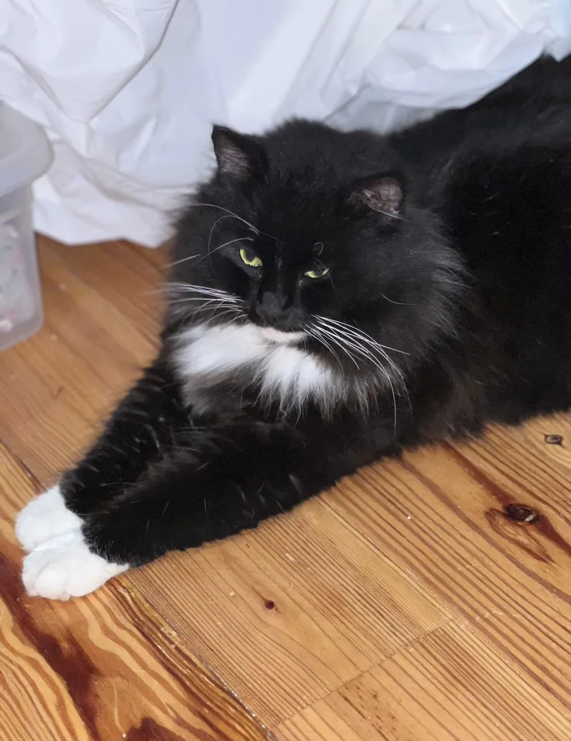 Tuxie Mcfluff thumbnail 3