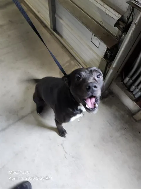 A young medium-sized male American Staffordshire Terrier dog named Pepe for adoption in San Antonio, TX