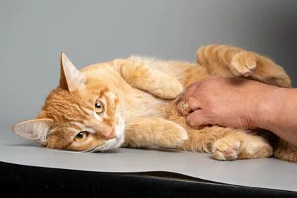 An adult small-sized male Domestic Short Hair cat named Brennon for adoption in Longmont, CO