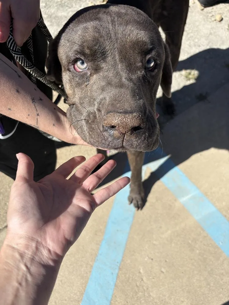 An adult extra large-sized male Cane Corso dog named Draven for adoption in Rochester, IN