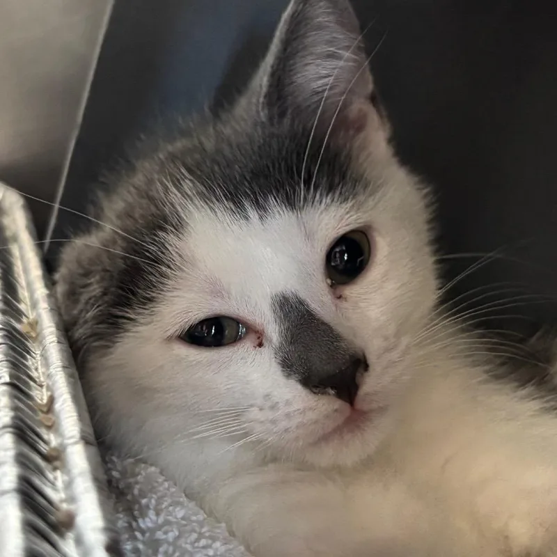 A baby small-sized female Domestic Short Hair cat named Crackle for adoption in Chicago, IL