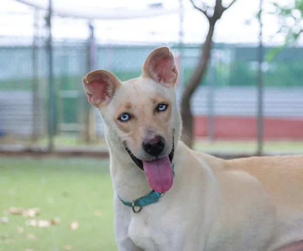 Carmella thumbnail 2