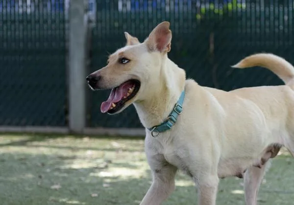 Carmella thumbnail 3