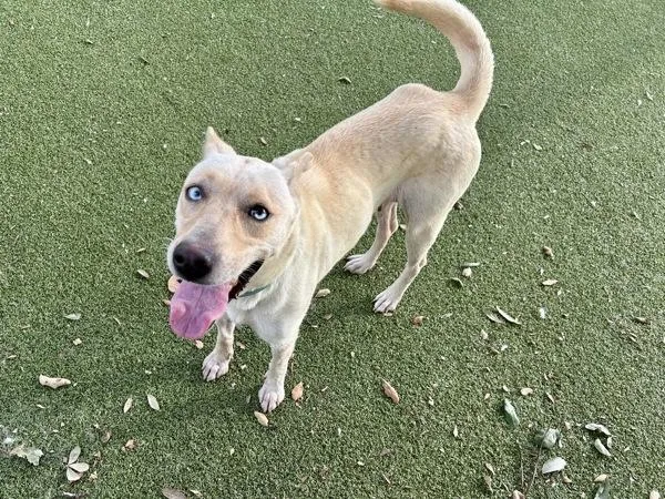 Carmella thumbnail 4