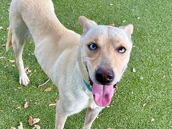 Carmella thumbnail 5