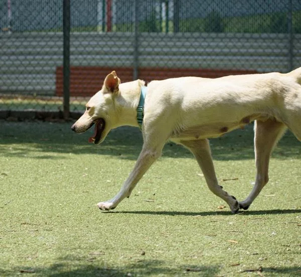 Carmella thumbnail 6