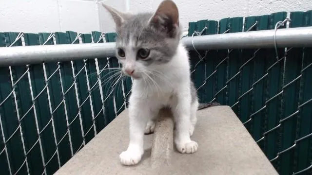 A baby medium-sized female Domestic Short Hair cat named Koala for adoption in Downey, CA