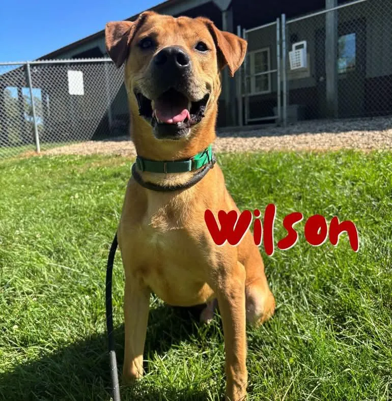 A young large-sized male Red / Chestnut / Orange Labrador Retriever dog named Wilson for adoption in Nevada, IA