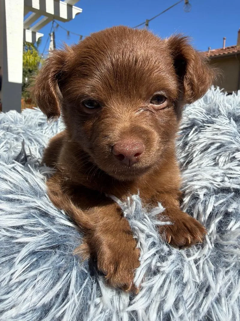 A baby small-sized male Chihuahua dog named Brownie  Mica Litter for adoption in Los Angeles, CA