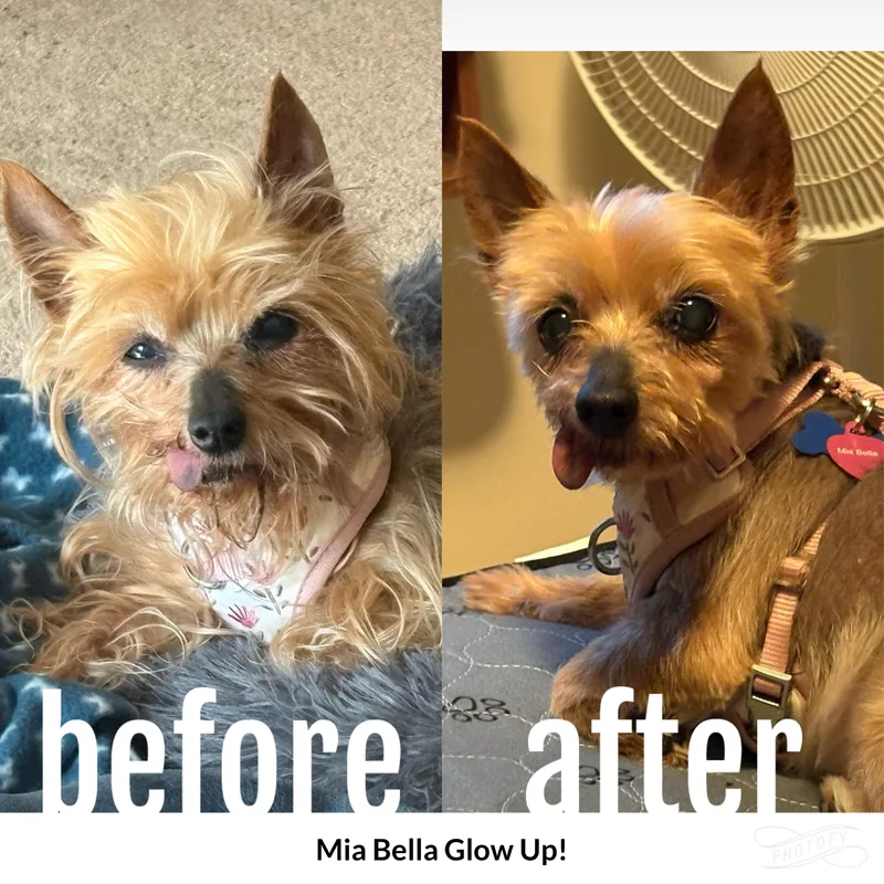 A senior small-sized female Brown / Chocolate Yorkshire Terrier dog named Mia Bella for adoption in Whitewater, WI