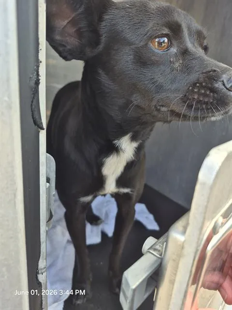 A young small-sized female Terrier dog named Fifi for adoption in San Antonio, TX