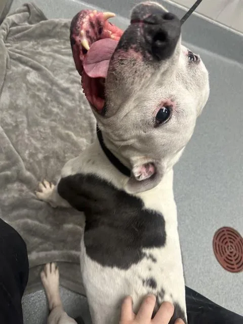 An adult large-sized male American Bulldog dog named Thor for adoption in Indianapolis, IN