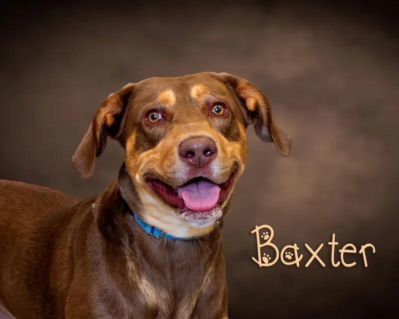 Baxter