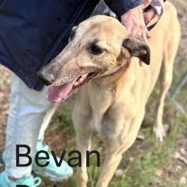 Bevan Bale thumbnail 2