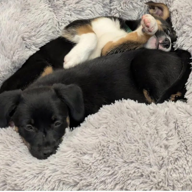 A baby medium-sized female Black Mixed Breed dog named Jill for adoption in Joliet, IL
