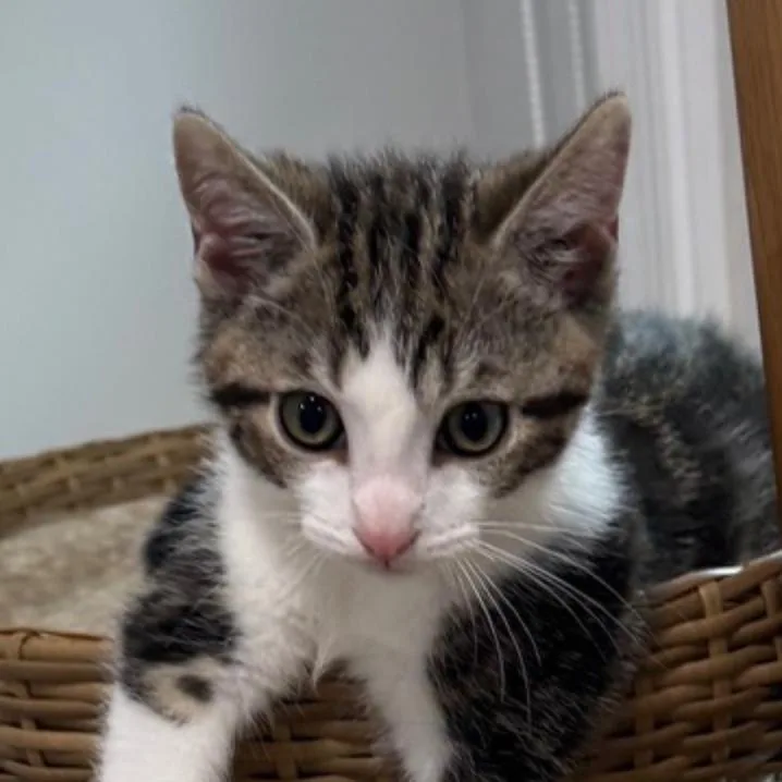 A baby small-sized male Brown / Chocolate Domestic Short Hair cat named Jack NRAR for adoption in Merrifield, VA