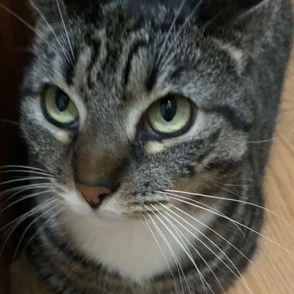 Thunder & Chestnut thumbnail 2