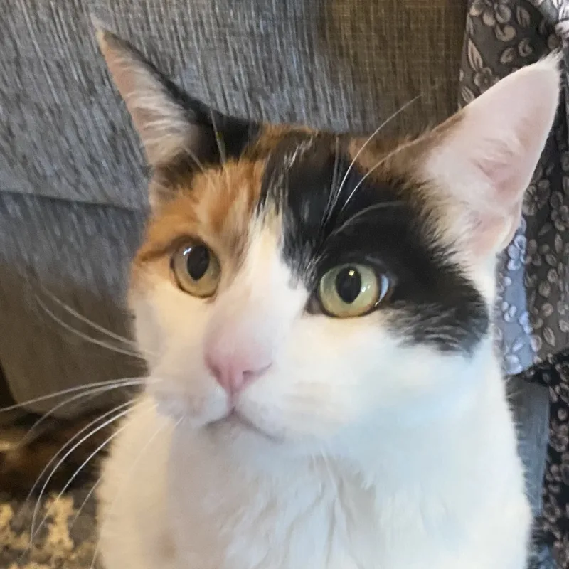 Thunder & Chestnut thumbnail 3