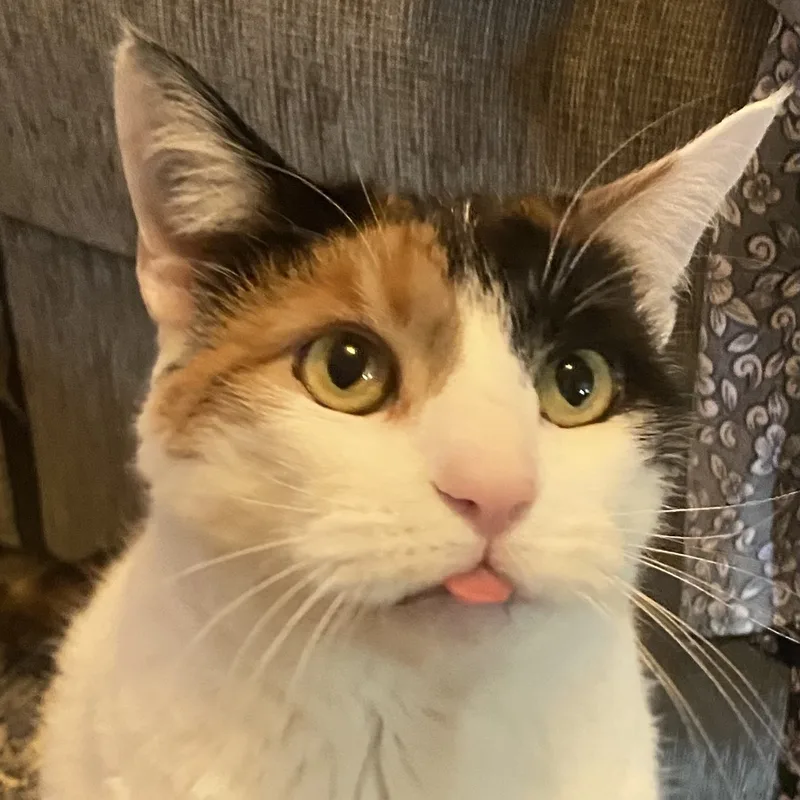 Thunder & Chestnut thumbnail 4