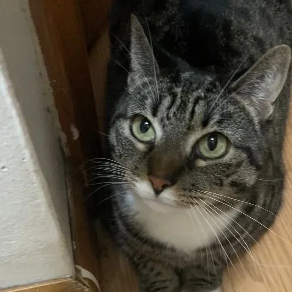 Thunder & Chestnut thumbnail 5