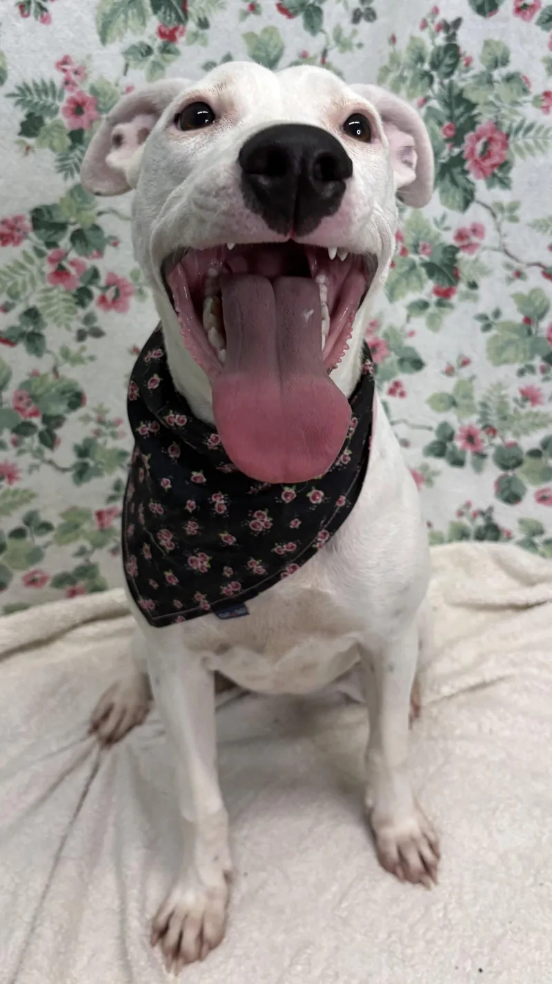 A young medium-sized female Pit Bull Terrier dog named Ella for adoption in Wetumpka, AL