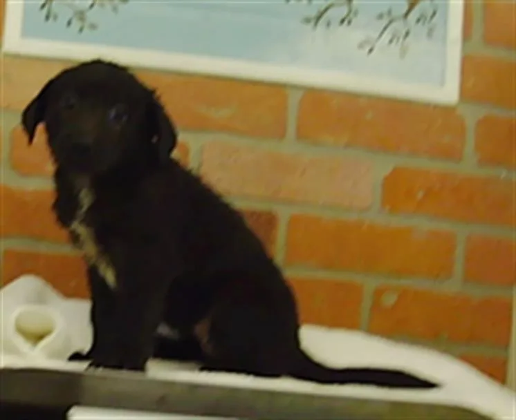 A baby small-sized female Labrador Retriever dog named Mabel for adoption in Houston, TX