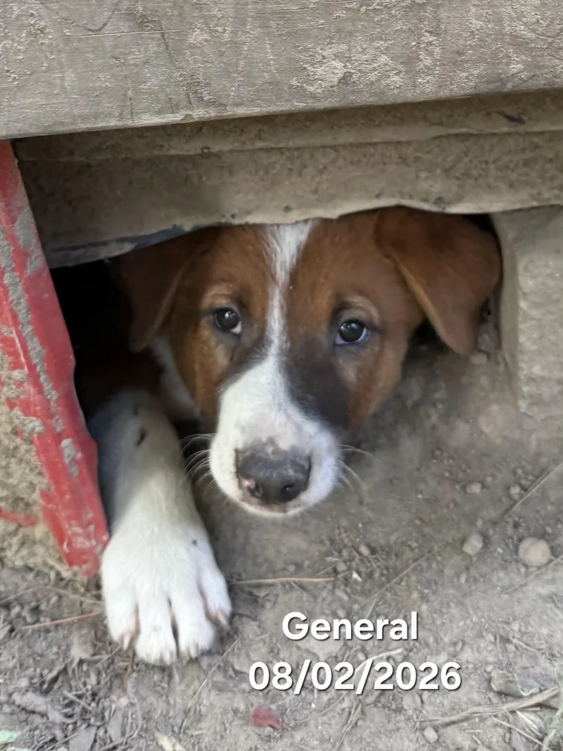 General