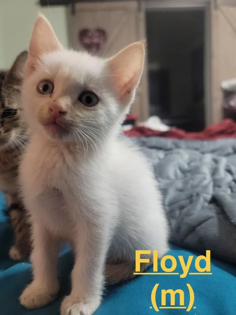 A baby small-sized male Siamese cat named Floyd for adoption in Brookhaven, MS