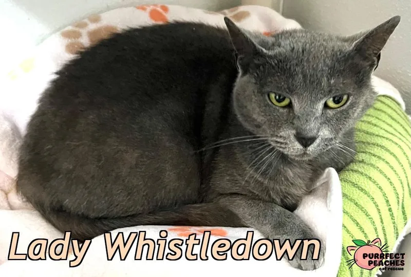 Lady Whistledown thumbnail 2