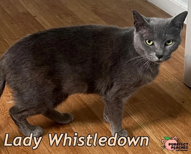 Lady Whistledown thumbnail 4