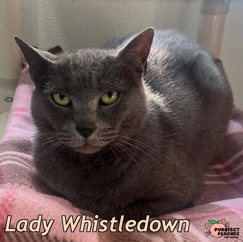Lady Whistledown thumbnail 5