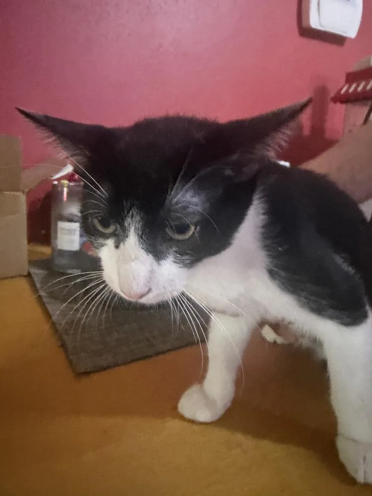 A baby small-sized male Domestic Short Hair cat named Dino for adoption in Little Rock, AR