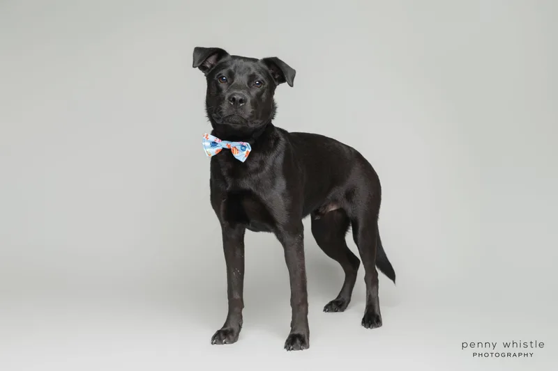 A young medium-sized male Black Labrador Retriever dog named Barq for adoption in Coppell, TX