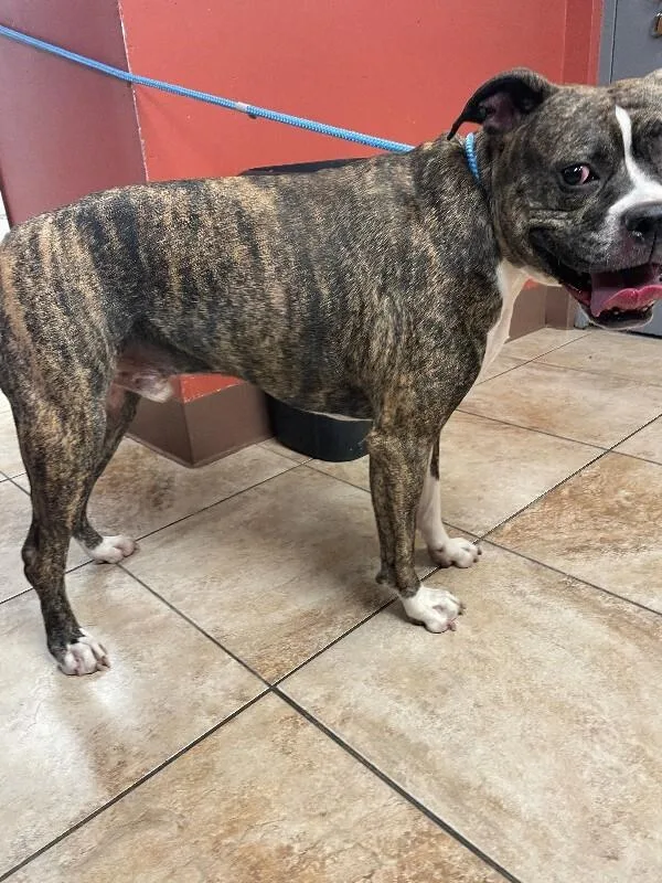 An adult large-sized male Brindle Mixed Breed dog named Hibiscus for adoption in Cincinnati, OH
