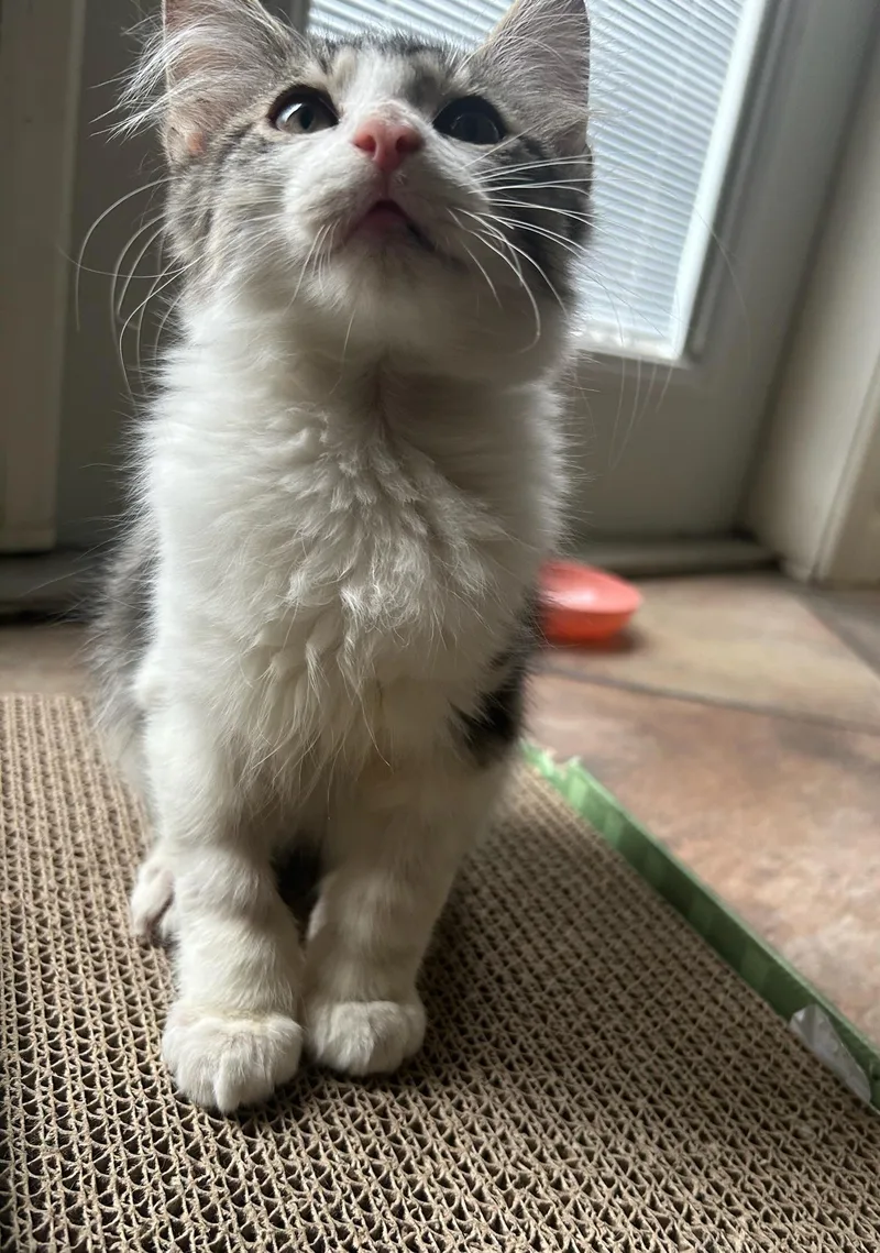 A baby medium-sized male Gray & White Domestic Medium Hair cat named Larry for adoption in Calera, AL