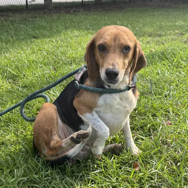 An adult small-sized male Tricolor (Brown, Black, & White) Beagle dog named Pennz for adoption in Columbia, SC