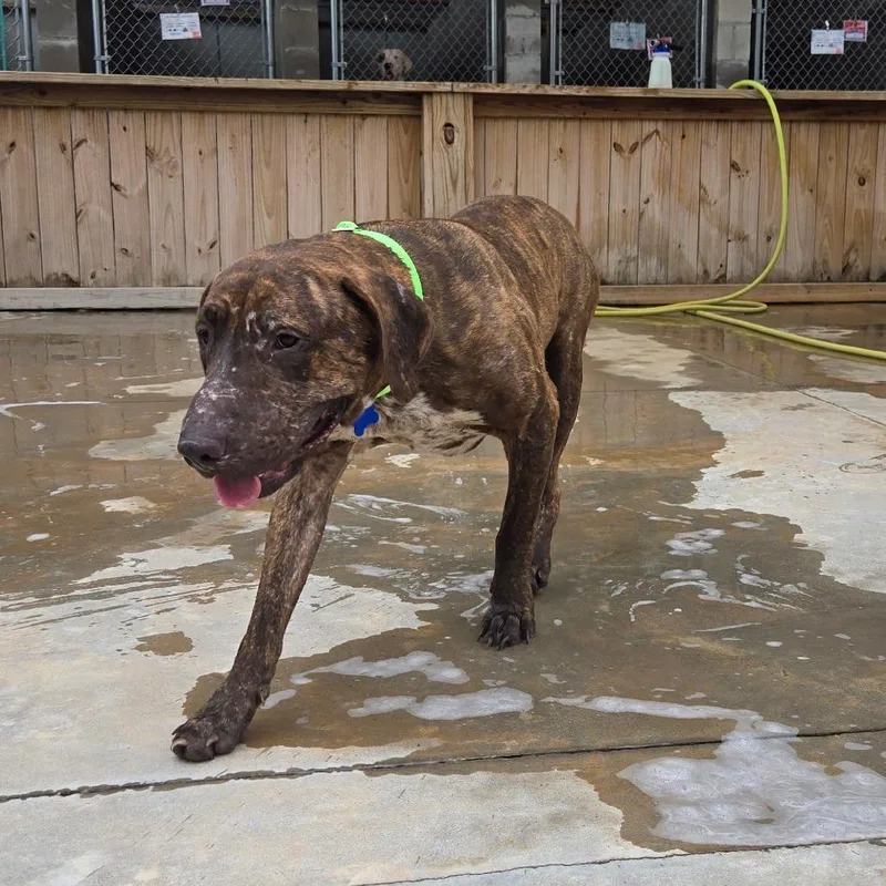 An adult medium-sized male Brindle Mixed Breed dog named Daryl Lee for adoption in Freeport, FL