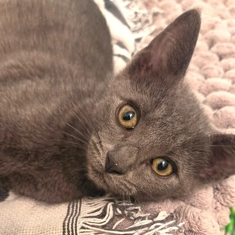 A baby small-sized female Gray / Blue / Silver Domestic Short Hair cat named Ashley for adoption in Houston, TX