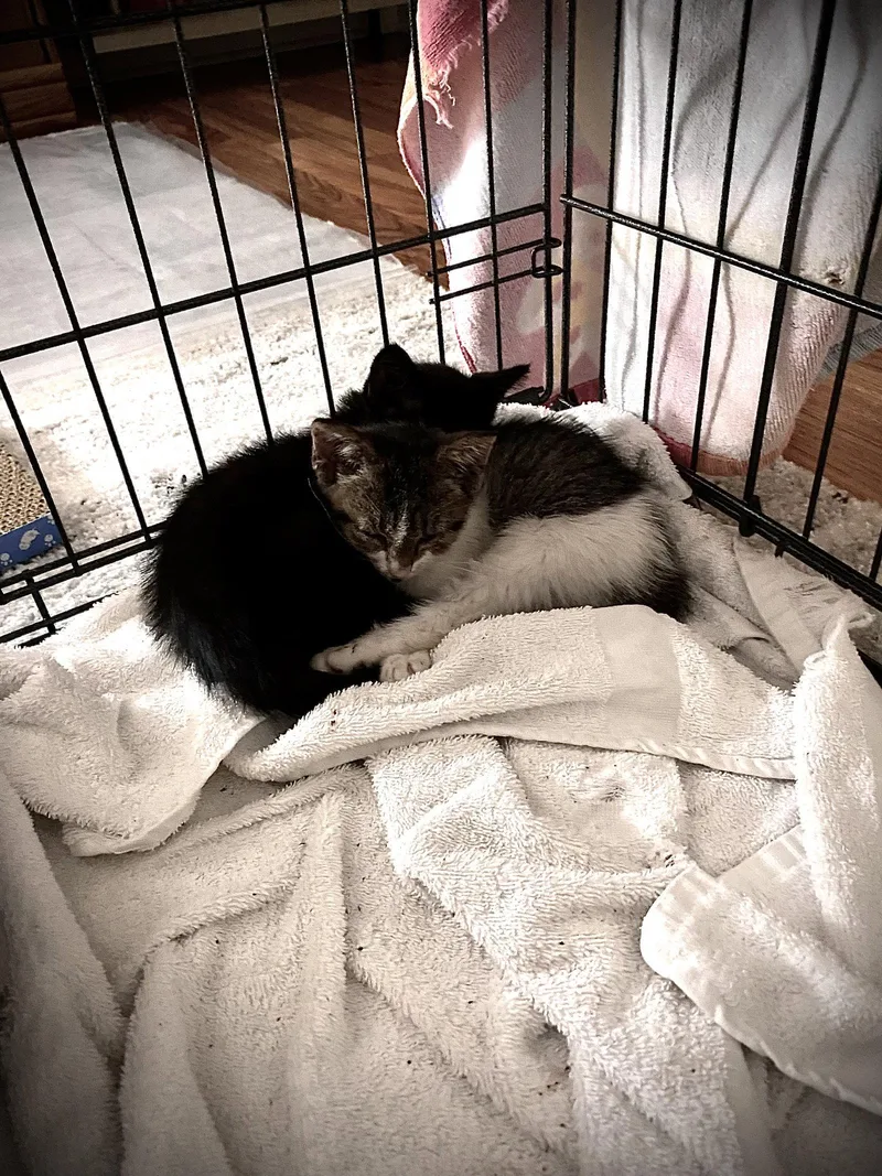 A baby medium-sized female Domestic Short Hair cat named Maxie for adoption in Orlando, FL