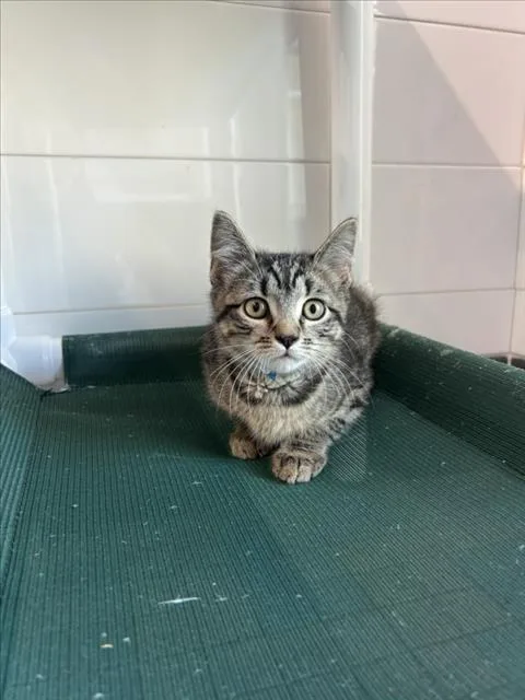 A baby small-sized male Domestic Short Hair cat named Christopher for adoption in Loveland, CO