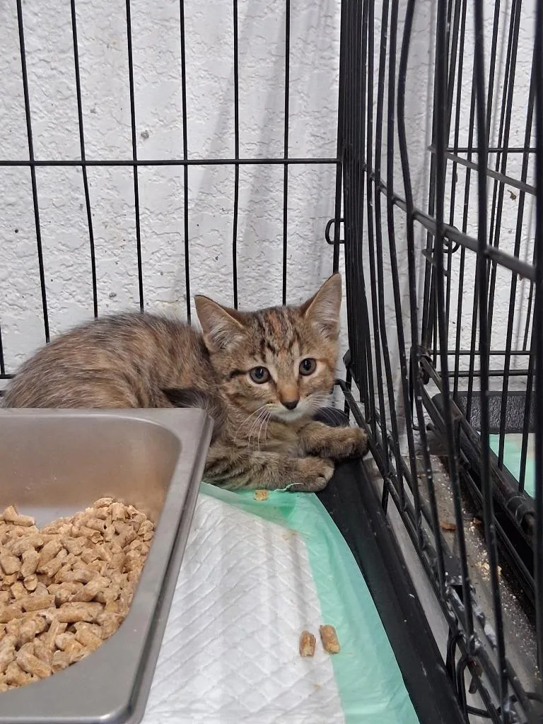 A baby medium-sized female Domestic Short Hair cat named Odie for adoption in Brownwood, TX