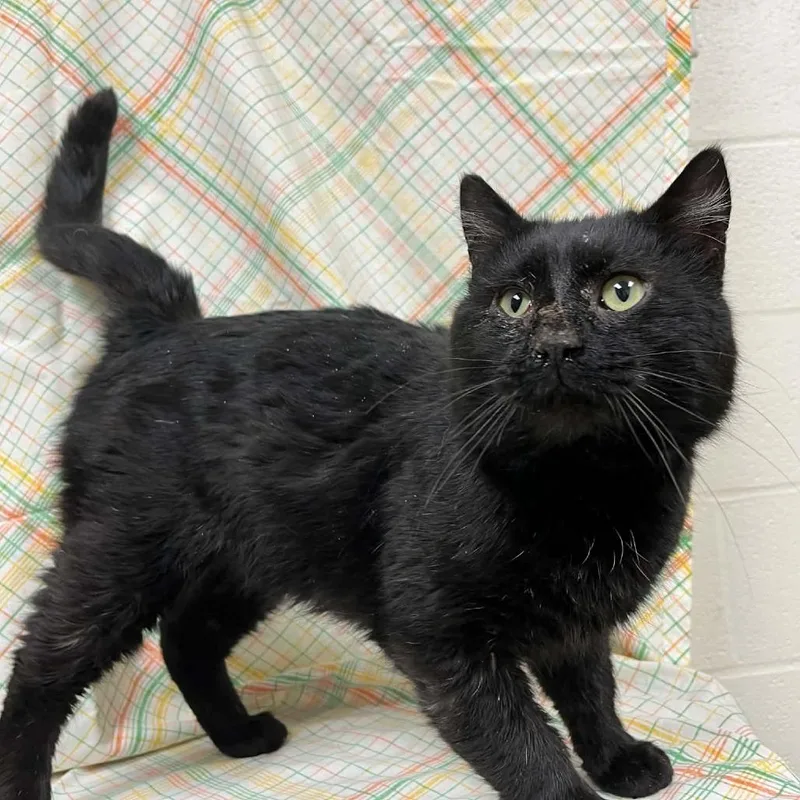 Captain Meatball thumbnail 2