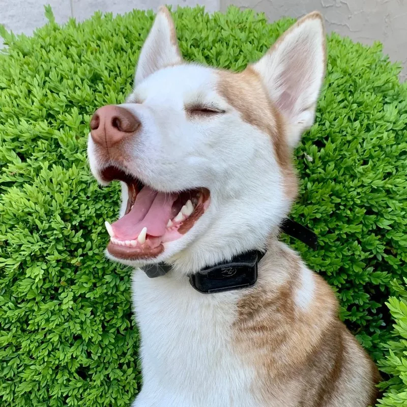An adult medium-sized male Red / Chestnut / Orange Siberian Husky dog named Vlad for adoption in Washington Township, OH