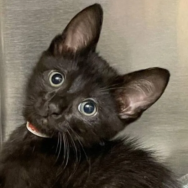 A baby small-sized male Domestic Short Hair cat named Garegga for adoption in Walnut Creek, CA